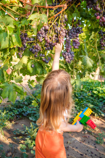 Child taking grapes from a bunch of ripe grapes still on the vine