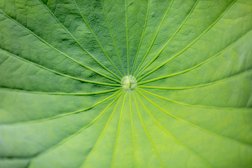 Closeup Water Lily leaf, beautiful nature background with copy space, full frame horizontal composition