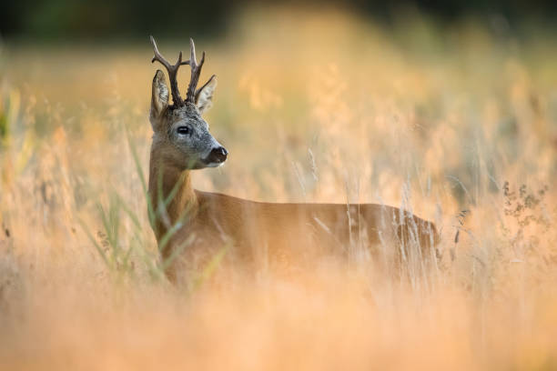 ciervo corzo (capreolus capreolus) - ciervo corzo fotografías e imágenes de stock