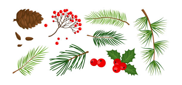 illustrazioni stock, clip art, cartoni animati e icone di tendenza di pianta vettoriale di natale, pigna, ramo di abete rosso e abete, albero sempreverde, agrifoglio, sorbo. illustrazione della natura delle vacanze dei cartoni animati - christmas branch pine tree evergreen tree