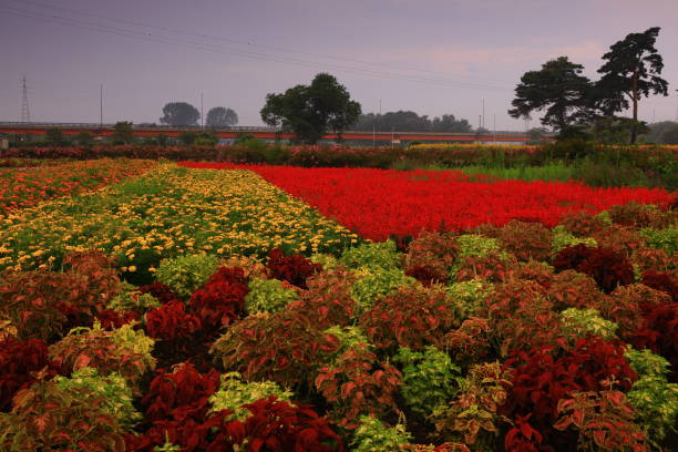 morning glow flower garden