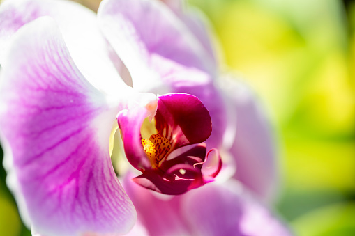 Closeup Orchid flower in sunshine, beautiful nature background with copy space, full frame horizontal composition