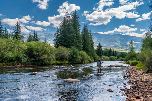 mujer mayor pesca con mosca en el río azul de colorado - colorado coniferous tree mountain range mountain fotografías e imágenes de stock