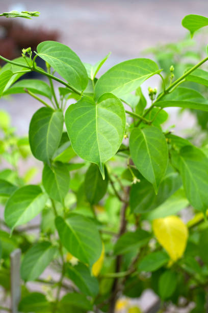 istock Gurmar medicinal plant, Fresh leaves of herb 1419426589