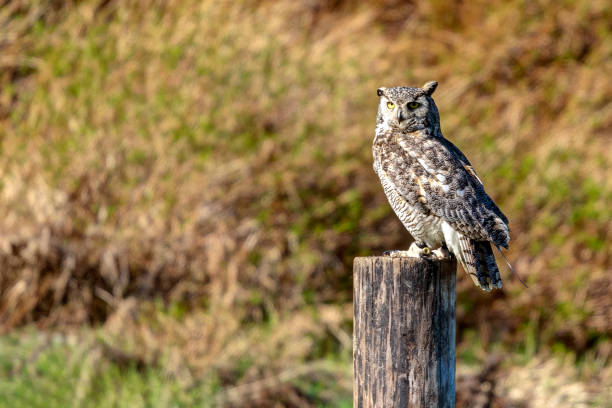 istock Great Horned Owl, Delta, BC, Canada 1419430352