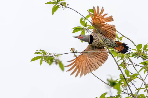 istock Northern flicker flying away a tree branch 1419430582