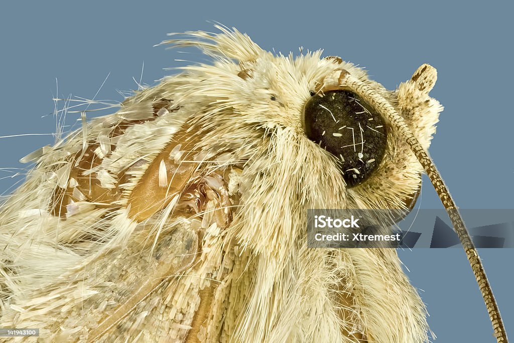 Ekstremalnych makro moth. - Zbiór zdjęć royalty-free (Beżowy)