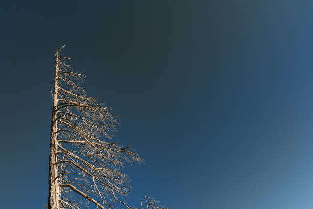 dry and gloomy tree in a forest with a blue sky