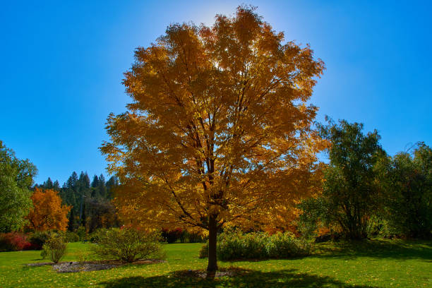 istock Large Tree With Yellow Leaves Backlit By  The Sun 1419432041
