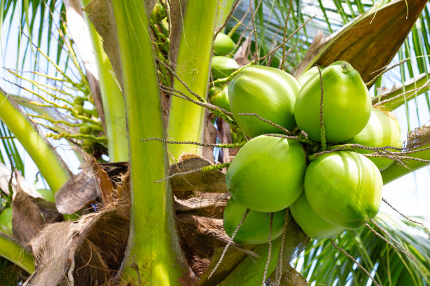 istock Coconut tree with bunches of coconut fruits 1419436595