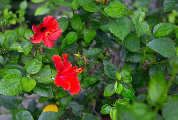 Beautiful hibiscus on tree with green leaves