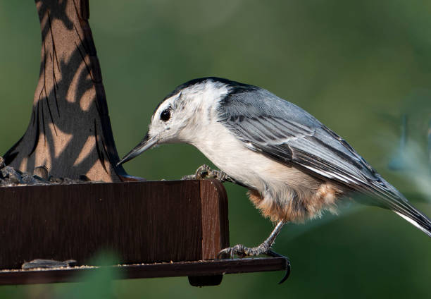 istock Nuthatch finds seeds on the feeder 1419438503
