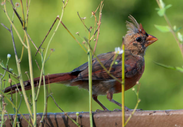 istock Molting Northern Cardinal along the deck 1419438546