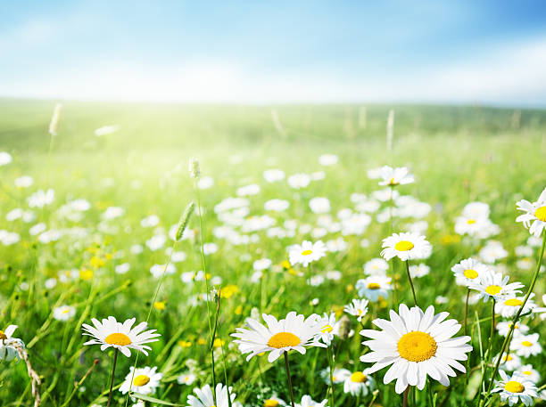 champ de fleurs de marguerite - spring flower daisy field photos et images de collection