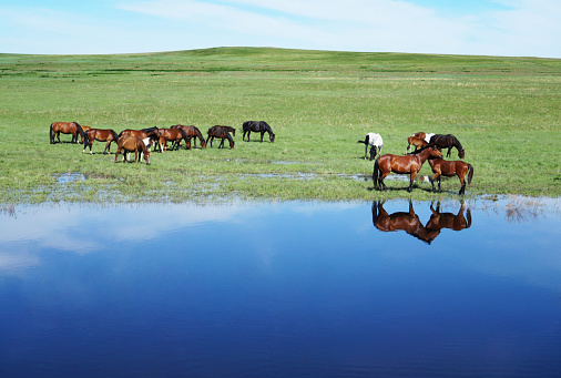 Horses in a meadow and watering place. Beautiful Horse and Summer field on blue sky background.