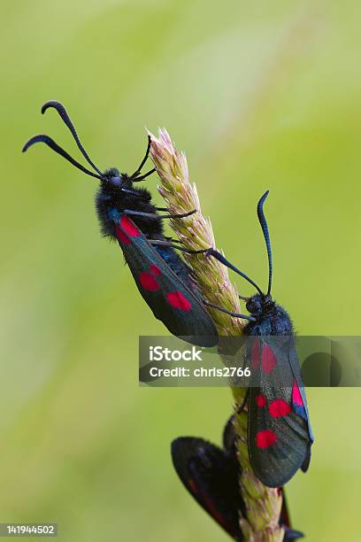 Photo libre de droit de Five Spot Burnet banque d'images et plus d'images libres de droit de Accouplement animal - Accouplement animal, Aile d'animal, Antennes