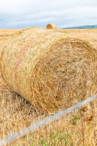 istock Hay rolls in the field 1419445550