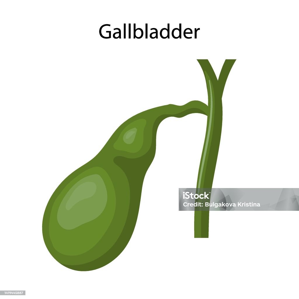 Gallbladder Graphics Gallbladder Human Digestive System For Anatomy Vector Illustration ...