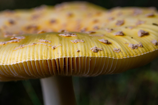 Closeup of a American fly agaric mushroom in Wisconsin in late summer, horizontal