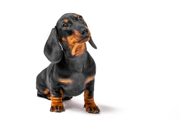 Adorable dachshund puppy stands and looks expectantly at someone isolated on white background, front view. Lovely pet came to the owner. stock photo