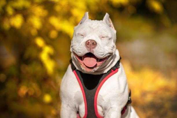 Cute American bully puppy in harness obediently sits and smiles, squinting from warm bright sunlight during pleasant walk in beautiful autumn park, fallen and yellowed foliage is around. Cute American bully puppy in harness obediently sits and smiles, squinting from warm bright sunlight during pleasant walk in beautiful autumn park, fallen and yellowed foliage is around american bully dog stock pictures, royalty-free photos & images