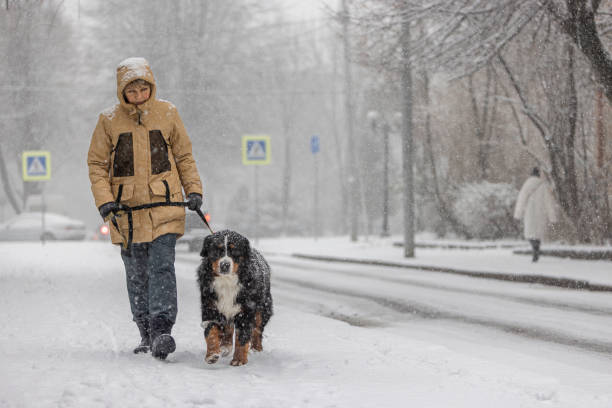 Dog walking in the snowy weather. A middle-aged woman wearing a yellow winter jacket is walking with a Bernese mountain dog along a snowy street. stock photo