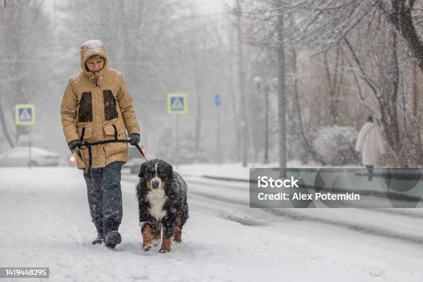 Dog Walking In The Snowy Weather A Middleaged Woman Wearing A Yellow Winter Jacket Is Walking With A Bernese Mountain Dog Along A Snowy Street Stock Photo - Download Image Now