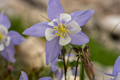 Close Up of Columbine Growing In Field