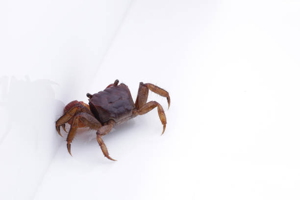 istock a red Crab, crab isolated on white background 1419451487