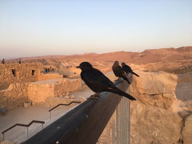 istock Sunrise above Masada in Israel. 1419452507