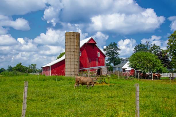 istock Old Red Barn and silo with a large bull-Hamilton County, Indiana 1419452775