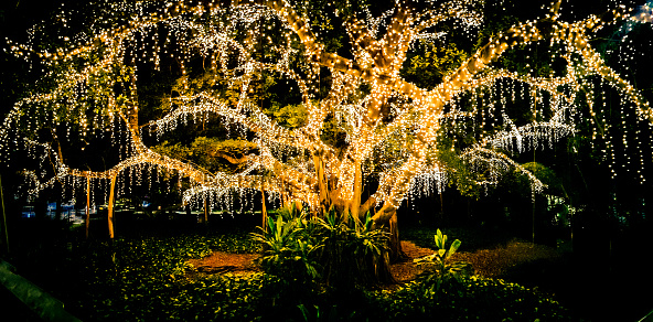 Light wrapped tree at night