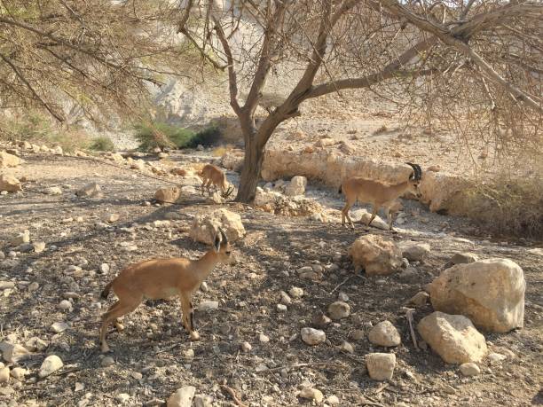 istock A Gedi Nature Reserve in Israel. 1419452937