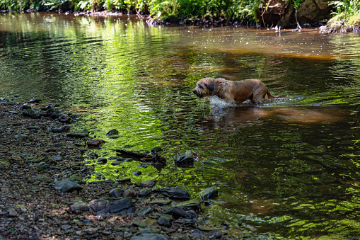 Dog briard running out of water of small mountain river in sunny summer day.