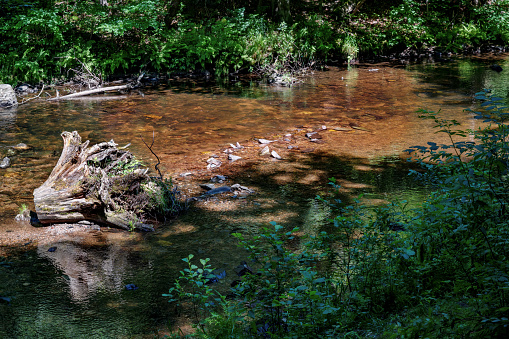 Shallow bright water in summer, tree stump, stone on bottom and vegetation on river bank. River Kamenice near Spalov, Czech republic.
