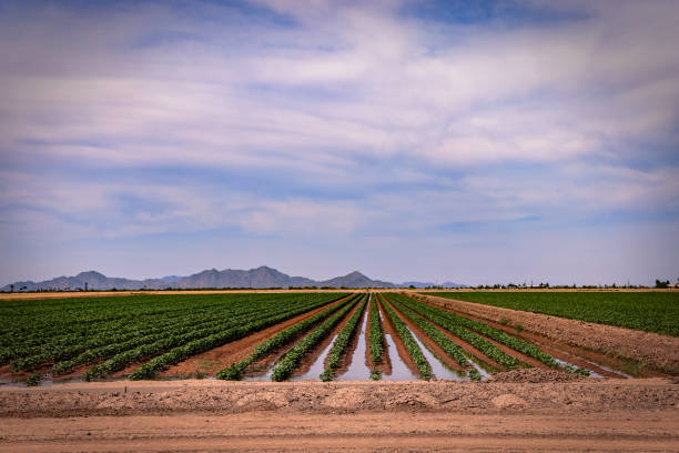 istock Farming Cotton in Drought-stricken Arizona 1419454148