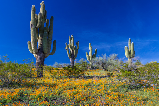 This is a scenic desert landscape with different varieties of cactus in the Saguaro National Park in Tucson, Arizona.