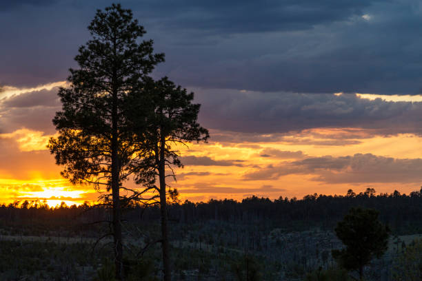 istock White Lodgepole Pines silhouetted against an Arizona sunset 1419454437