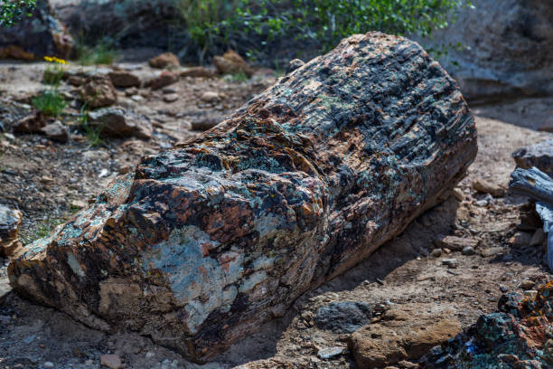 istock Petrified Log at Utah's Petrified Forest State Park 1419455094