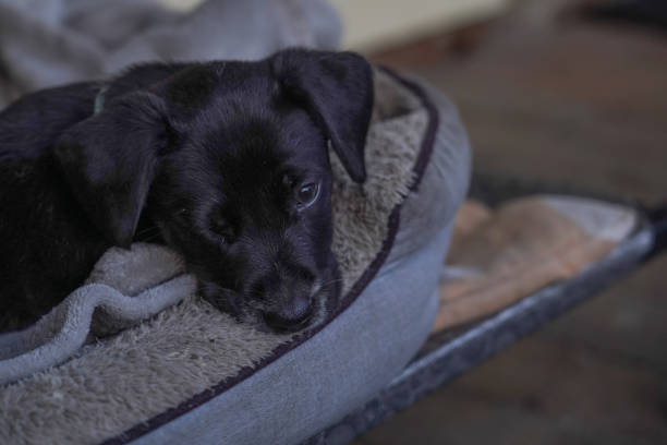 istock Black puppy sleeping in its bed 1419455145