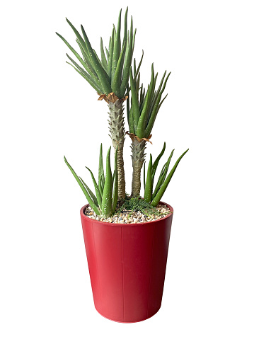 Yucca plant with clipping path
on white background