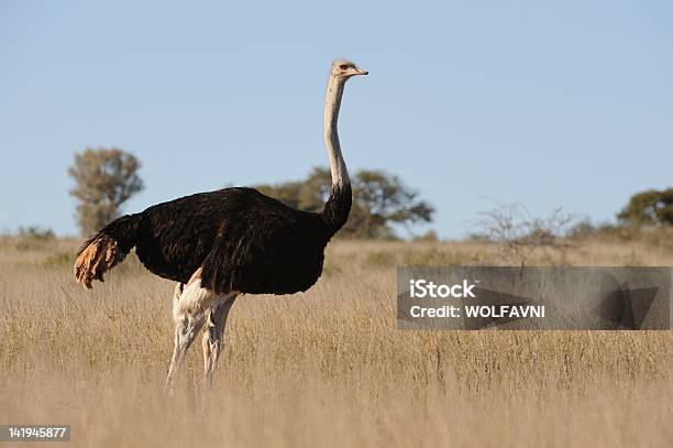 Foto de Avestruz e mais fotos de stock de Animal selvagem - Animal selvagem, Avestruz, Clima árido