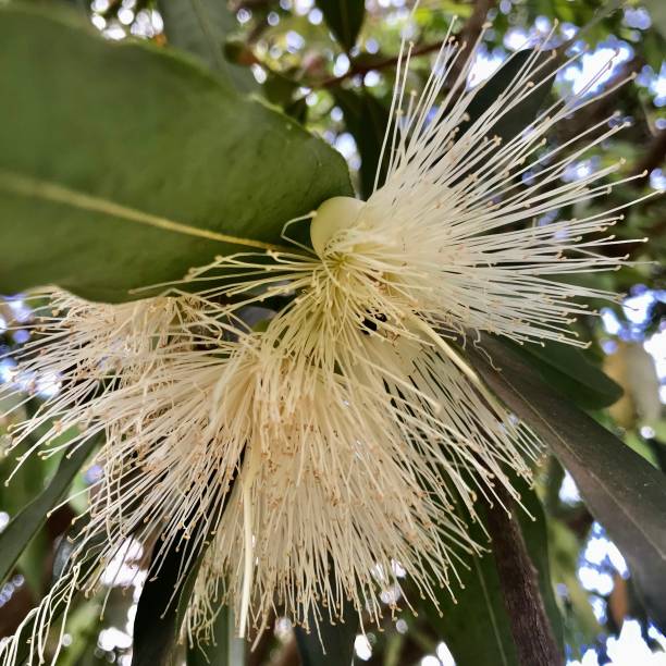 syzygium jambos - water apple photos et images de collection