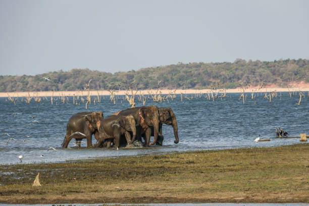 istock Wild elephants walking in water reservoir 1419459081