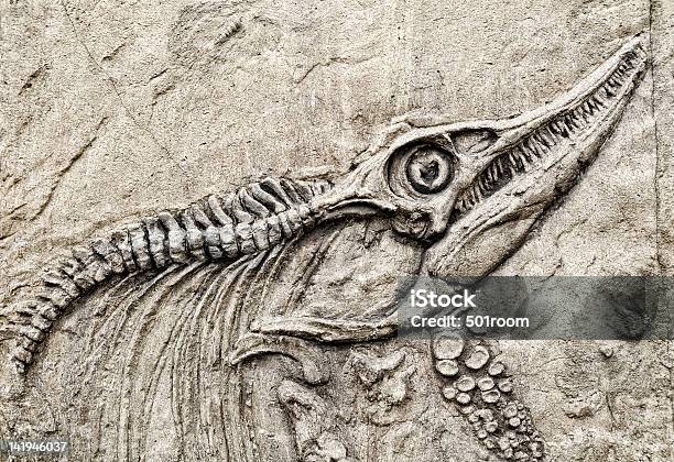 Dinosaur Skeleton Stock Photo - Download Image Now - Dinosaur, Fossil, Paleontology