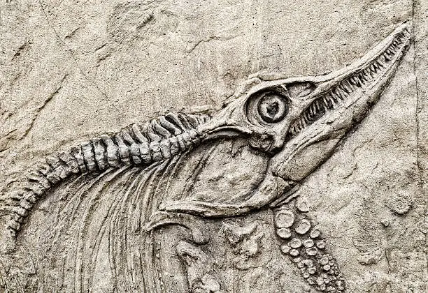 Photo of Dinosaur skeleton.