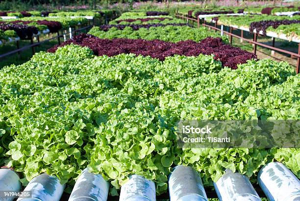 Hidropónica De - Fotografias de stock e mais imagens de Agricultura - Agricultura, Alimentação Saudável, Ao Ar Livre