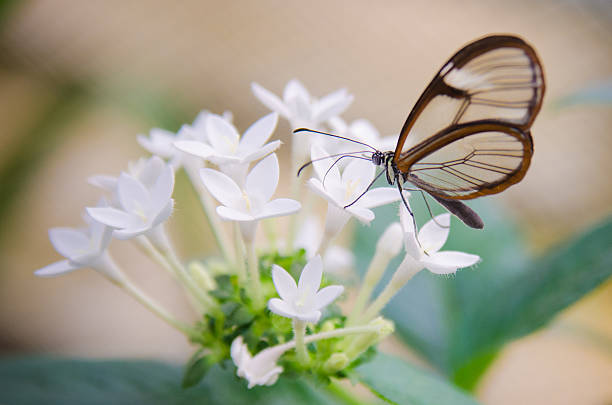 istock Beautifull butterfly transparent on white flower 141946249