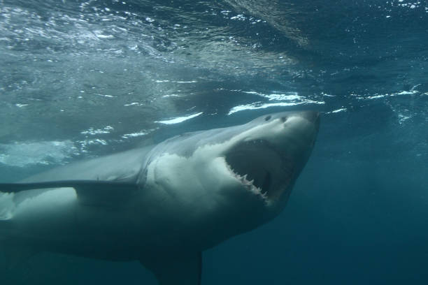 istock great white shark, Carcharodon carcharias, Neptune Islands, South Australia 1419463747