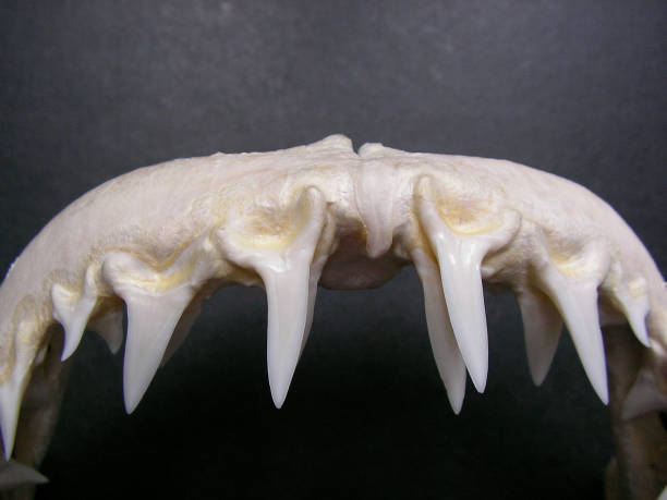 upper teeth of shortfin mako shark, Isurus oxyrinchus